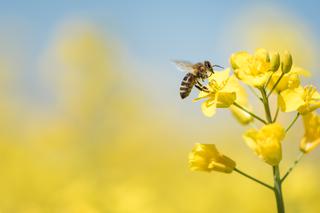 Jej Wysokość Pszczoła: 20 maja obchodzimy Światowy Dzień Pszczół