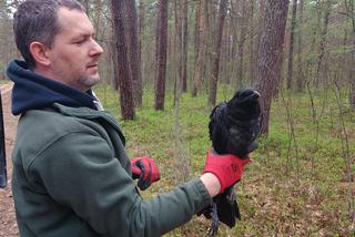 Dr Adam Olszewski, zoolog z Kampinoskiego parku Narodowego