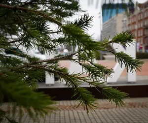 Święto choinek i nie tylko. Katowice promują wiecznie zielone rośliny