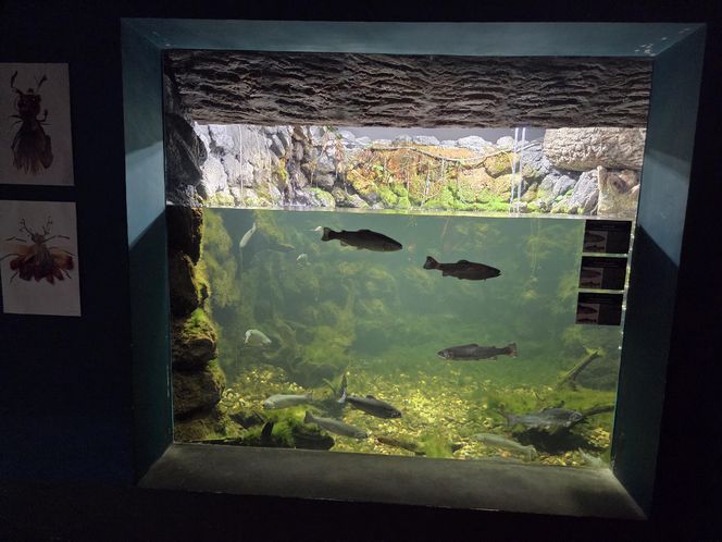 Egzotyczny świat na wyciągnięcie ręki! Zaglądamy do akwarium-terrarium w Myślęcinku