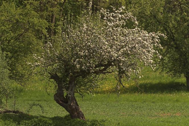 Drzewo owocowe jest wrażliwe na przymrozki