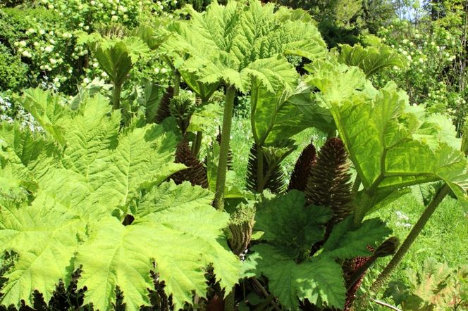 Gunnera olbrzymia