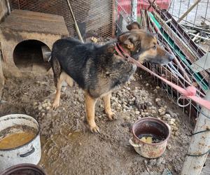 Wstrząsające obrazy z Wawrowa. W takich warunkach od 2 lat żył pies