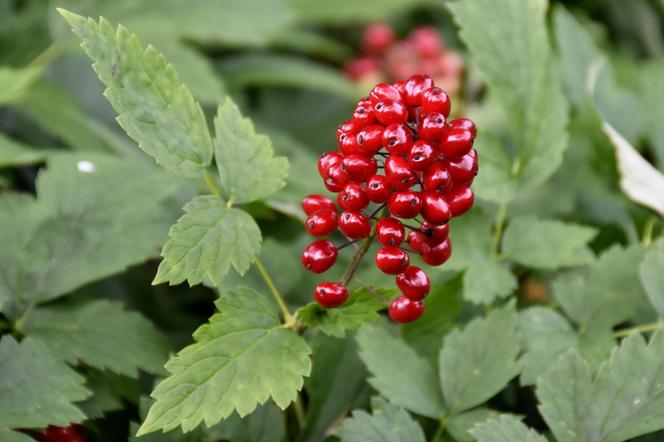 Czerniec czerwony - Actaea rubra