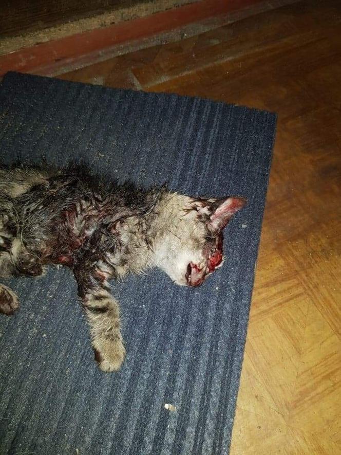 Niemodlin: Zabił małego kotka, żeby pisać jego krwią! Przerażająca historia