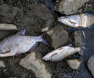 Nowe ustalenia WIOŚ w sprawie śniętych ryb w Odrze. W sierpniu w wodzie nie znaleziono mezytylenu 