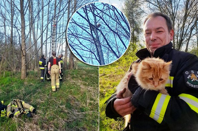 Wystraszony kotek kilkanaście metrów na ziemią