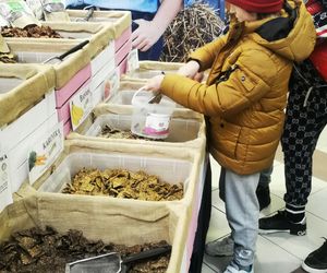 Cavaliada na Torwarze 2025