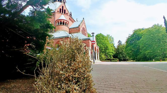 Zniszczone krzewy bukszpanu na Cmentarzu Centralnym w Szczecinie