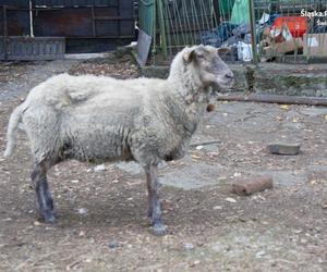 Na terenie Świętochłowic zrobili sobie mini-zoo. Zwierzęta były strasznie zaniedbane