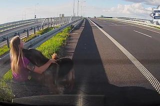 Policjantka z Częstochowy uratowała psy na S5