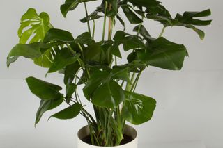 Rosliny doniczkowe na podporach