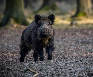 Jak zachować się, gdy spotkamy dzika w mieście? Oto najlepsze porady eksperta! 