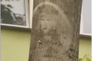 Matka Boska objawiła się na drzewie?! [WIDEO]