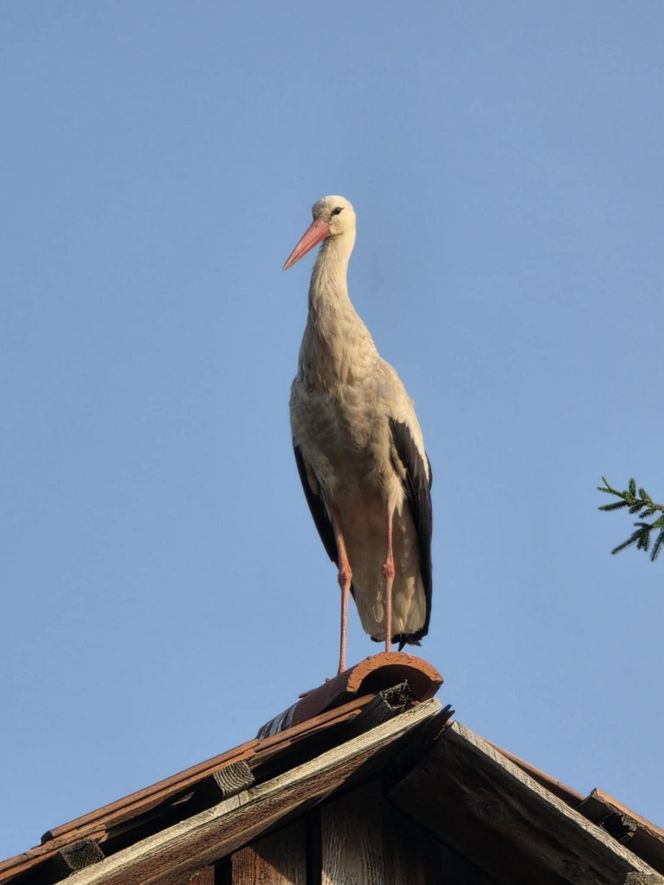 Kajtek bocian podwórkowy
