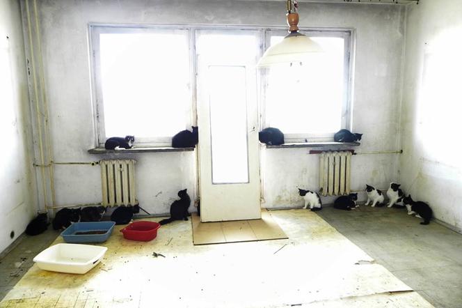 Koty na nowe domy czekają w schroniskach