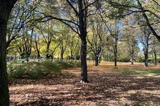 Jesień w Parku Praskim