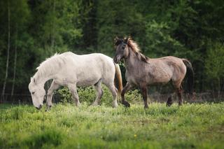 Z Kopyta na Brzankę - Rajd Fundacji Iskierka 