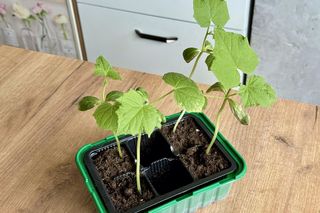 Uprawa ogórka na balkonie