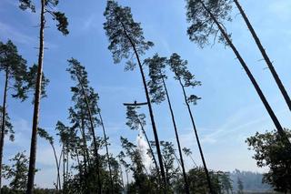 Pożar lasu w Nędzy