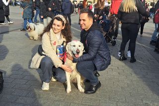 33. Finał WOŚP z grupą krakowskich Golden Retrieverów