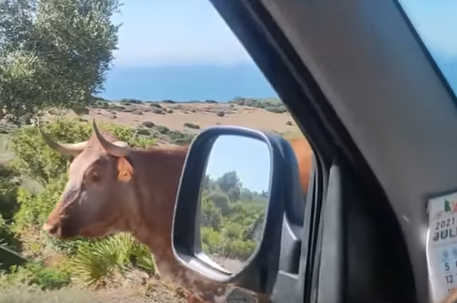 W tym miejscu drogę wskazują krowy!