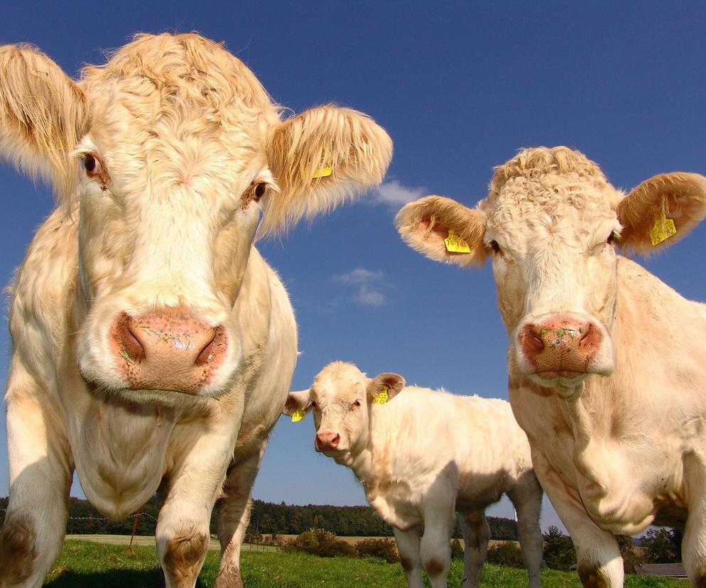 Krowy na gigancie namierzone przez drona. Ostrzegali, że mogą agresywne! Nietypowy alarm