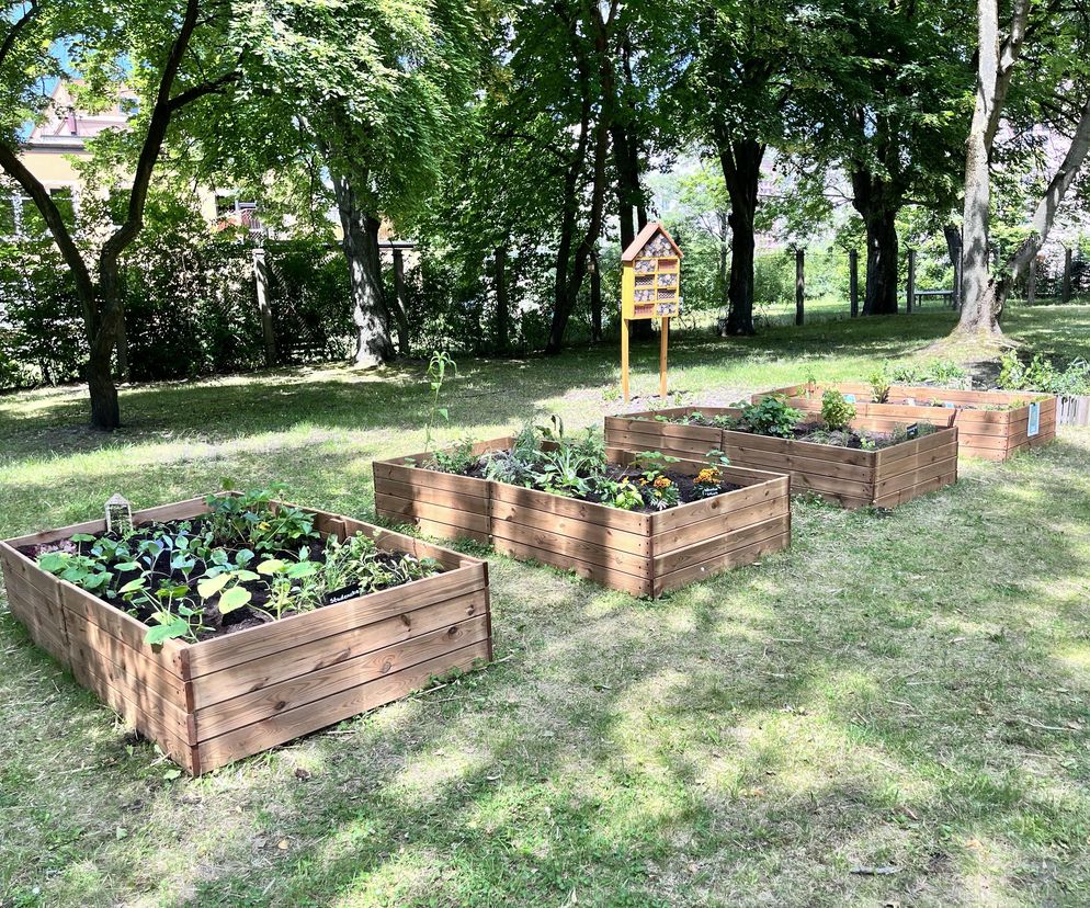 Na uczelni są nie tylko ananasy, ale również ogórki, dynie i mięta. Na kampusie UAM powstał prawdziwy ogród