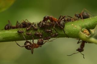 Sposób na mszyce i mrówki. Rozsyp to w ogródku a problem zniknie