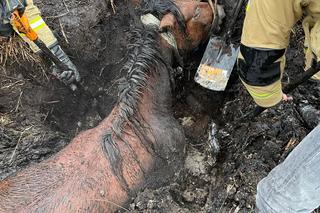 Strażacy uratowali konia tonącego w błocie