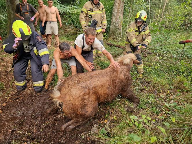 Heroiczna walka o życie pięciu koni