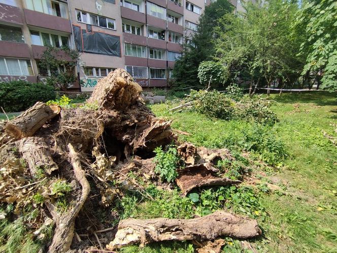 Wielkie drzewo runęło im na blok. „Widziałam, jak na mnie leci!”