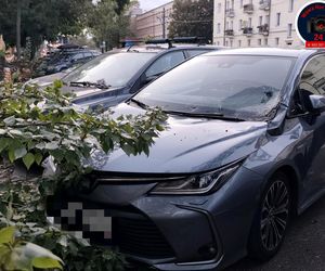 Drzewo spadło na sieć trakcyjną