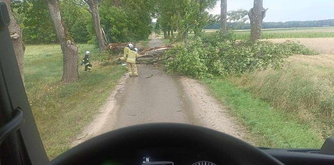Podlaskie. Ponad 200 niedzielnych interwencji strażaków w związku z silnym wiatrem i burzami