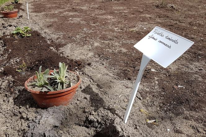 Gorzów: Jest kasa na zazielenienie podwórek. Ile?