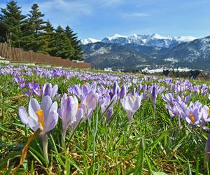 Tatry: Krokusy w Dolinie Chochołowskiej