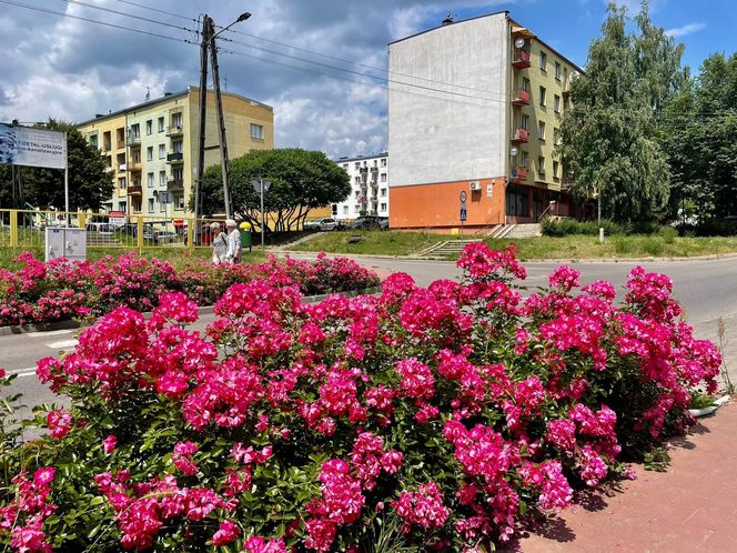 Starachowice. To najbardziej ukwiecone miasto świętokrzyskiego