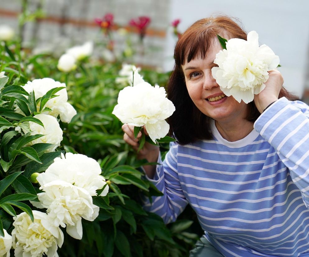 Pielęgnacja piwonii