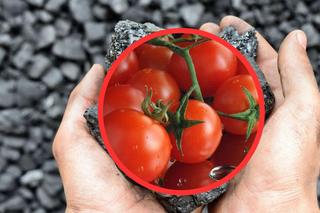 Pomidory za węgiel - nietypowe promocje gmin