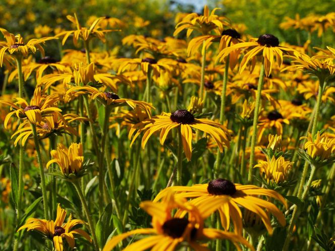 rudbekia