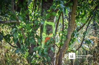 Drzewa do przesadzenia na północy Szczecina