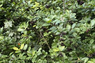 Aronia, krzew i owoce