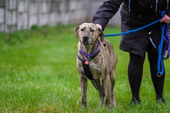 Pies w straży miejskiej