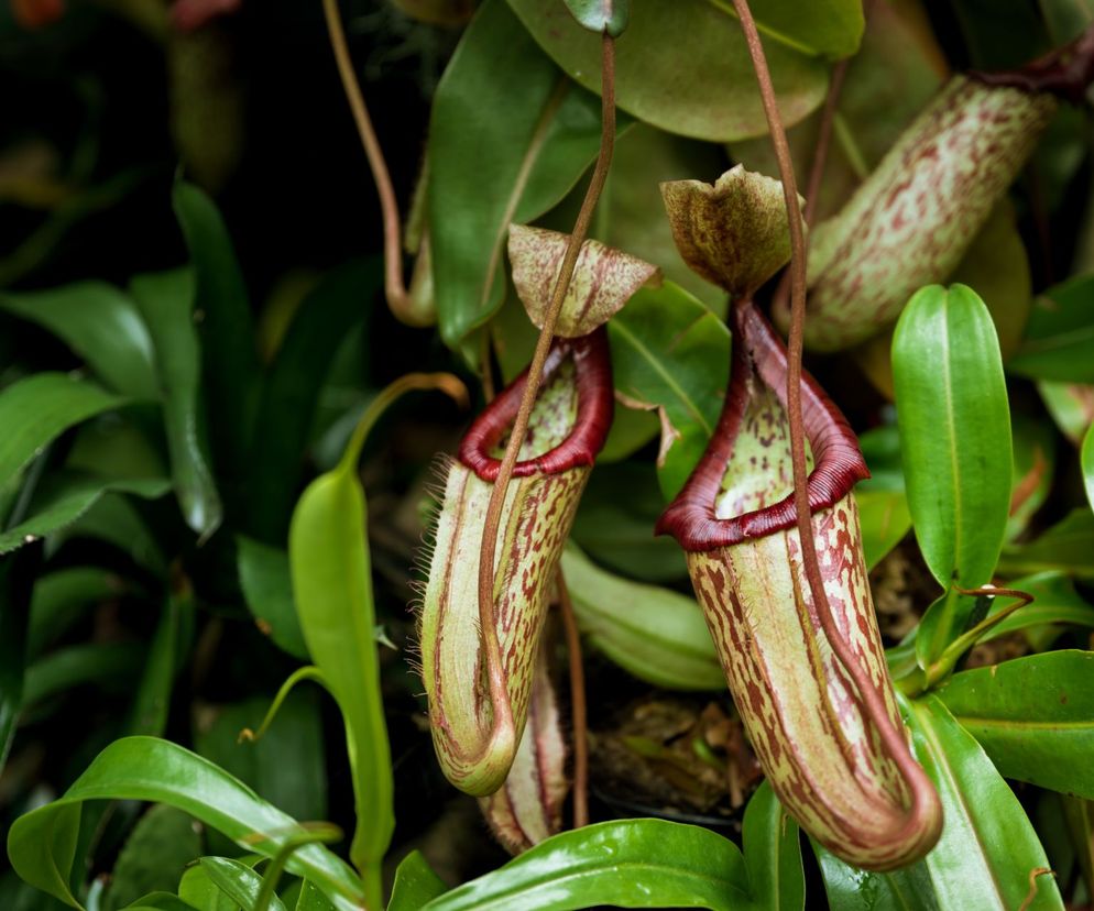 Dzbanecznik - Nepenthes