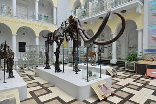 Znajdź imię dla mamuta! Muzeum Geologiczne ogłosiło konkurs z nagrodami