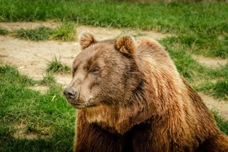 Niedźwiedź w pobliżu ludzkich zabudowań. Zwabił go miód