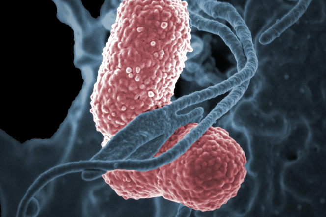 Mamy epidemię super groźnej bakterii New Delhi?