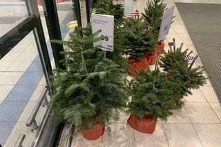 Choinka z Leroy Merlin