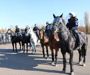 Atestacja koni służących w łódzkiej policji i straży miejskiej