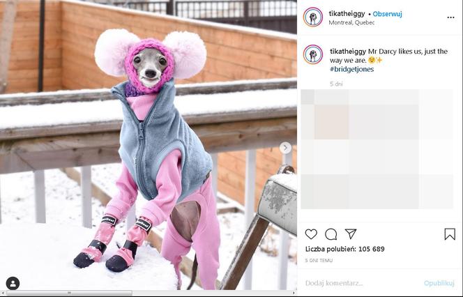 Najmodniejszy pies świata! Te psie kreacje szokują